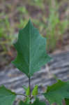 Jimsonweed